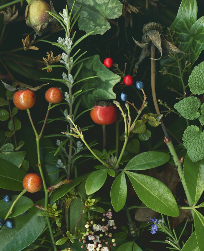 Dark Winter (Rosehips, rosemary, viburnum berries in January) Deb Stoner