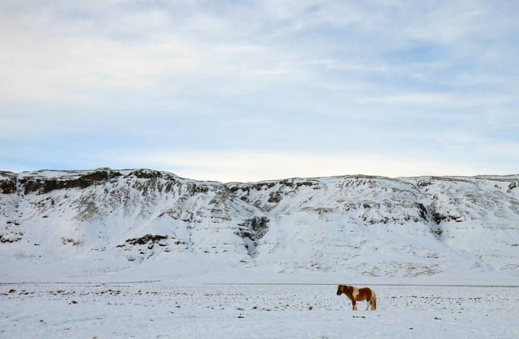 Icelandic Horse, Justin Mayo